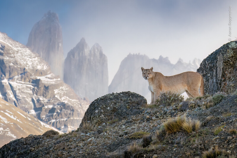 A cougar stands on a rocky outcrop in the foreground, with the dramatic, snow-capped peaks of the Andes mountains shrouded in mist in the background under a cloudy sky.