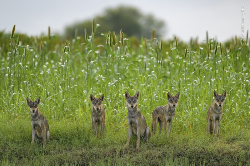 Five wild dogs sit in a row on a grassy field in front of a tall green crop. The background is slightly blurred, emphasizing the animals' alert posture.