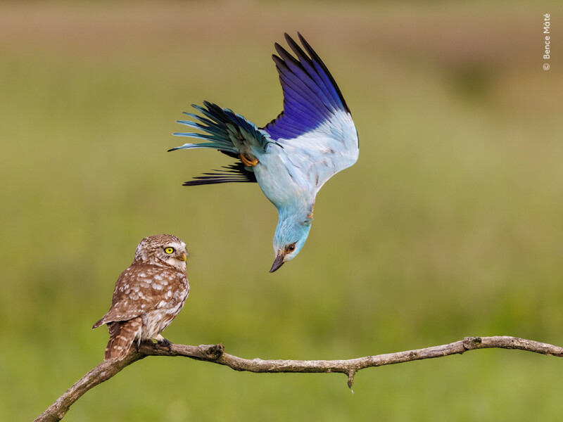 An owl sits calmly on a branch while a vibrant blue roller bird swoops above it against a blurred green background.