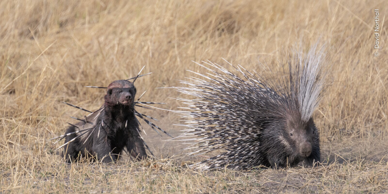 A Cape porcupine with its quills fully fanned stands beside a baby porcupine in dry grasslands. The adult's quills are strikingly long and patterned in black and white, while the baby has shorter, sparser quills.