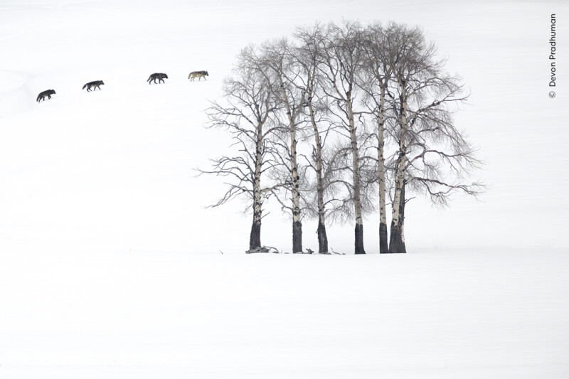 A snowy landscape features a line of six wolves walking in single file across the vast white expanse. In the foreground, a cluster of bare trees stands, contrasting starkly against the snow.