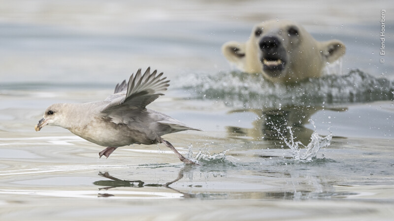 A brown seabird skims the surface of the water while a polar bear swims close behind. The bird's wings are slightly raised, and water splashes up around its feet as it moves. The polar bear appears partially submerged with its focus on the bird.