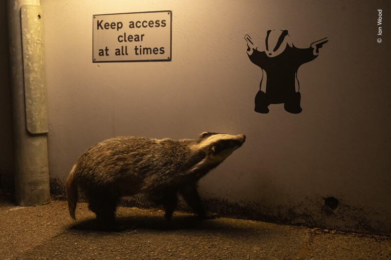 A badger walks along a path at night, looking up at a wall with a stencil of a badger holding guns. A sign above the badger reads, "Keep access clear at all times." A metal pole is visible on the left.