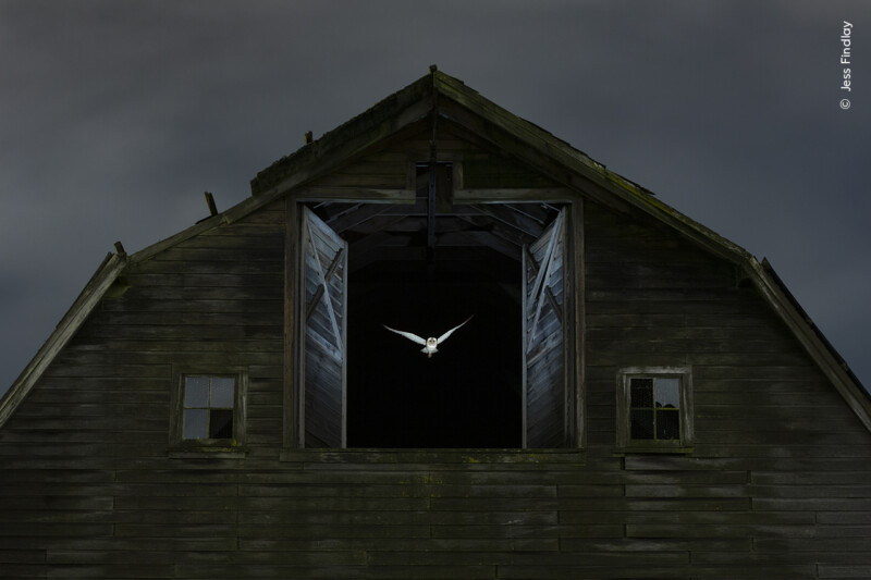 A barn owl flies out of a dark, weathered barn with an open window under a cloudy sky. The owl is centrally positioned and its wings are spread wide, contrasting against the barn's wooden structure.