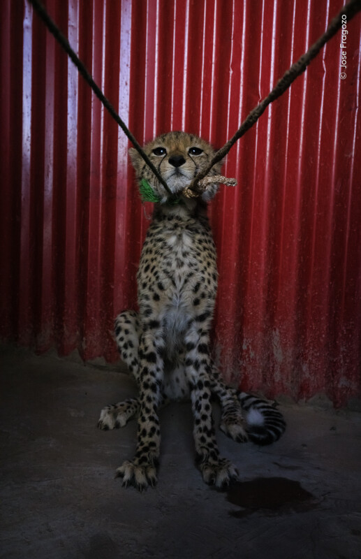 A young cheetah sits on a concrete floor, tied by ropes at the neck against a red corrugated metal wall. Its expression appears tense and confined.