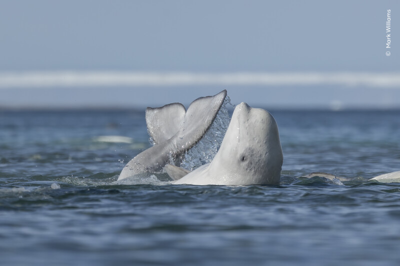 Two beluga whales swim closely together in the ocean, their white bodies partially submerged and tails slightly raised above the water's surface, against a background of a blurred horizon.