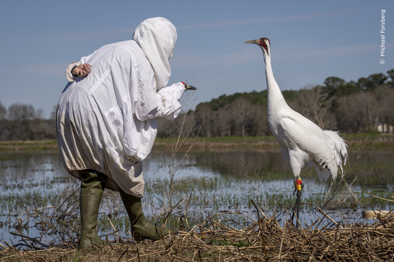 A person in bird-like camouflage interacts with a whooping crane by a wetland. They wear a white cloak and hood, concealing their face, and bend slightly towards the crane, which stands tall with bands on its leg. Trees and water are in the background.