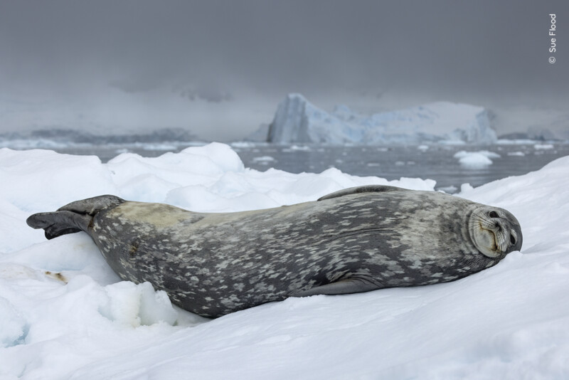 A Weddell seal resting on ice, surrounded by snow and distant icebergs under a cloudy sky in an Antarctic setting.