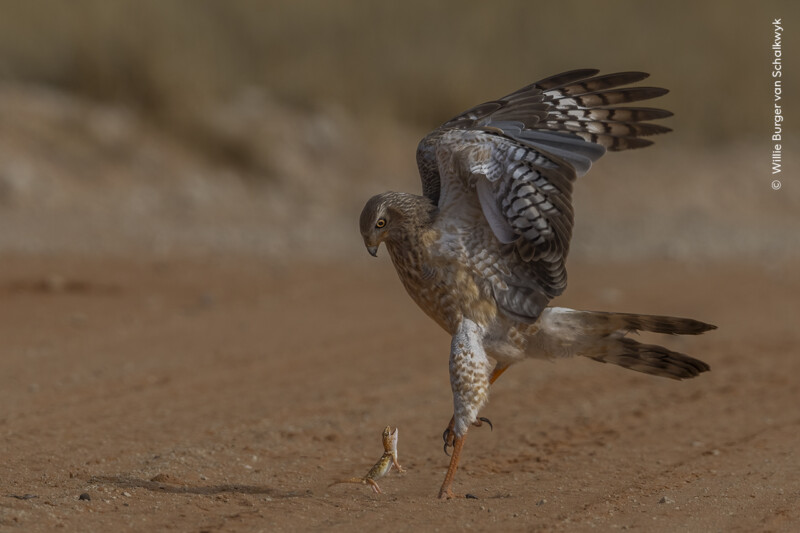 A large bird of prey, with wings spread, approaches a small lizard on a sandy surface. The bird has brown and gray plumage, and the lizard appears upright, possibly in a defensive stance. The background is out of focus, providing a natural setting.