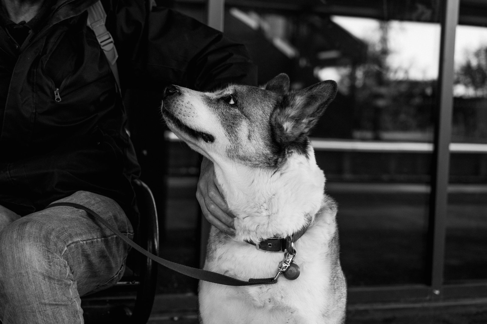 A white dog looking up at his owner