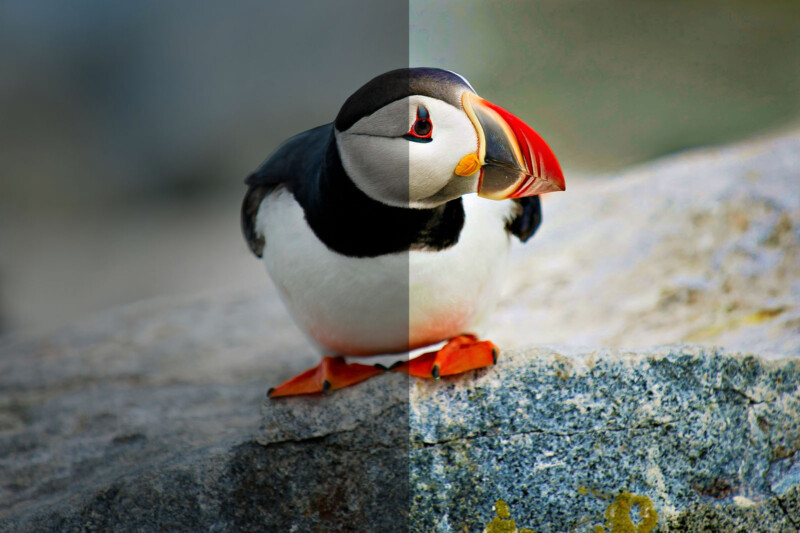 A puffin stands on a rock. The image is split vertically; the left side is blurred, while the right side is clear and vibrant, highlighting the puffin's colorful beak and orange feet.