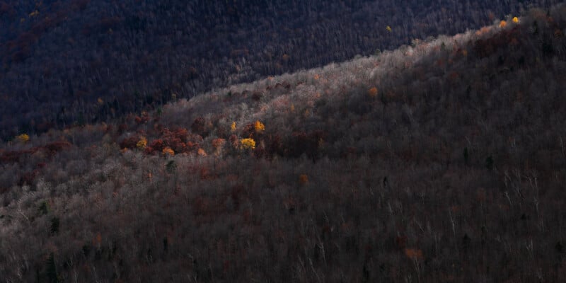 Aerial view of a forest landscape in autumn. Sparse trees with bare branches cover a mountainside. Patches of colorful foliage, including vibrant reds and yellows, create a striking contrast against the muted browns and grays of the forest floor.