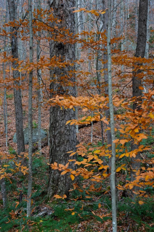 A forest scene with tall trees featuring orange and brown autumn leaves. The ground is covered in fallen leaves, and some evergreen shrubs are visible. The trunks of the trees are textured and the forest appears dense and serene.