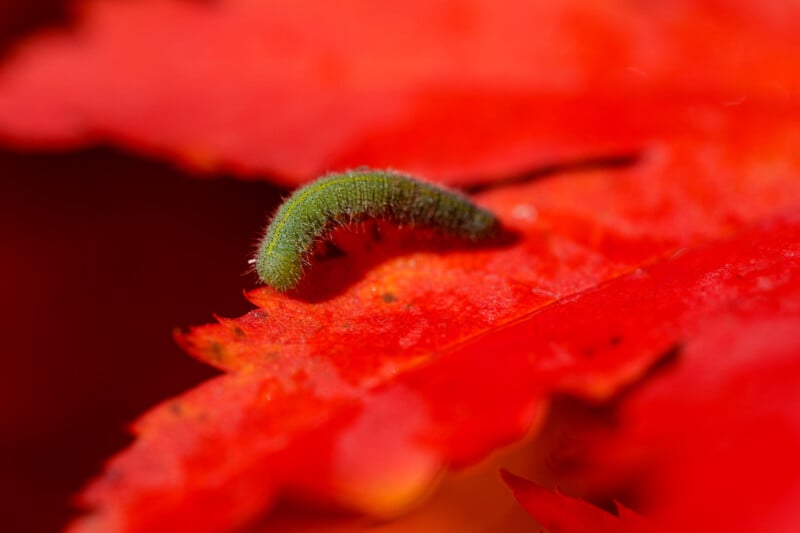 A small, green caterpillar crawls on a vibrant red autumn leaf. The fuzzy texture of the caterpillar contrasts with the smooth, rich red surface of the leaf, creating a striking visual against a blurred background.