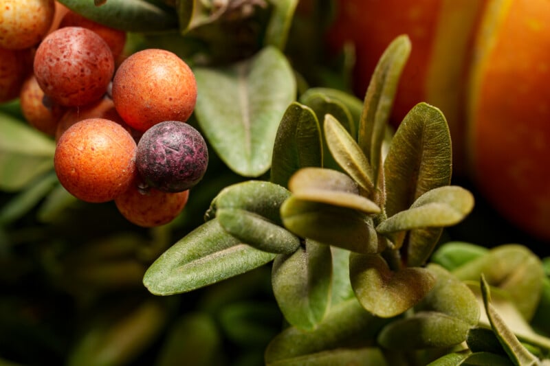 Close-up of small, round red and purple berries surrounded by lush green leaves. The texture of the berries is smooth and vibrant, contrasting with the matte, elongated leaves. The background is softly blurred with hints of orange.