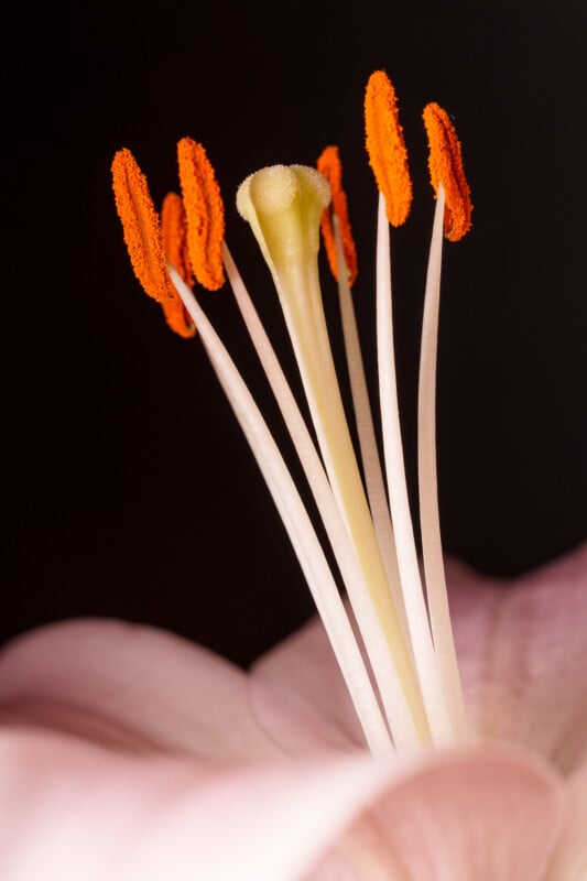 Close-up of a flower's stamen and pistil, showcasing vibrant orange anthers and a pale yellow central stigma against a dark background. The petals are soft pink, partially visible, highlighting the intricate details of the flower's reproductive structures.