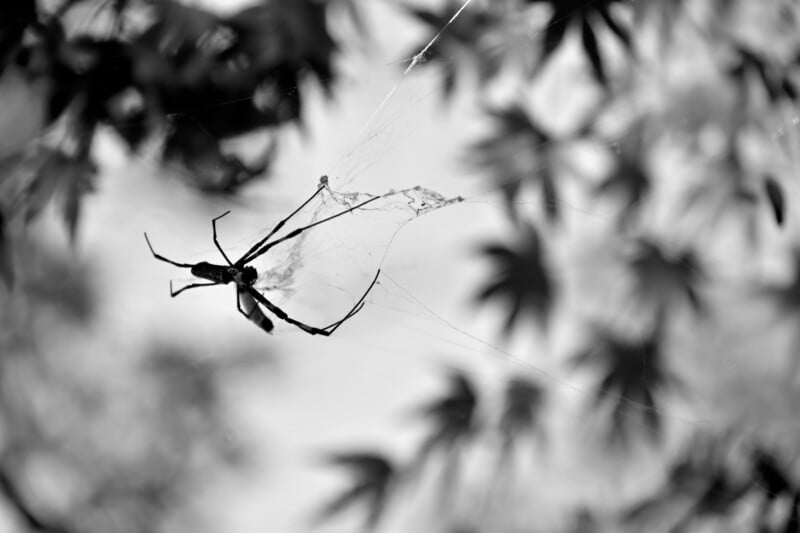 A black and white image of a spider hanging on its web against a blurred background of leaves. The focus is on the spider and its intricate web, creating a stark contrast with the soft, out-of-focus foliage.