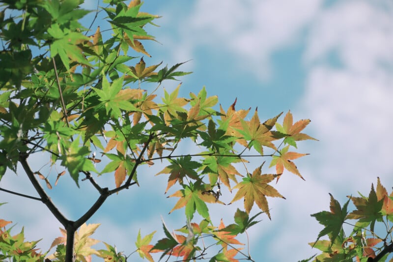 A branch of maple tree with green and orange leaves is set against a backdrop of a blue sky with scattered clouds. The sunlight highlights the leaves, showcasing their vibrant colors and delicate shape.