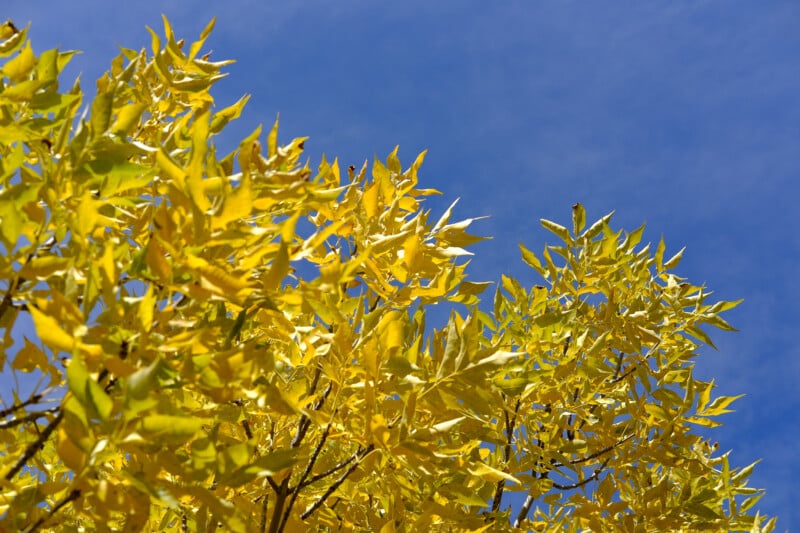 Bright yellow autumn leaves on tree branches stand out against a clear blue sky.