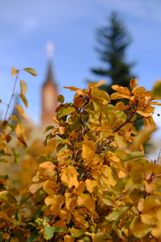 Close-up of vibrant yellow-orange autumn leaves with a blurred background featuring a church steeple and a tall evergreen tree under a clear blue sky.