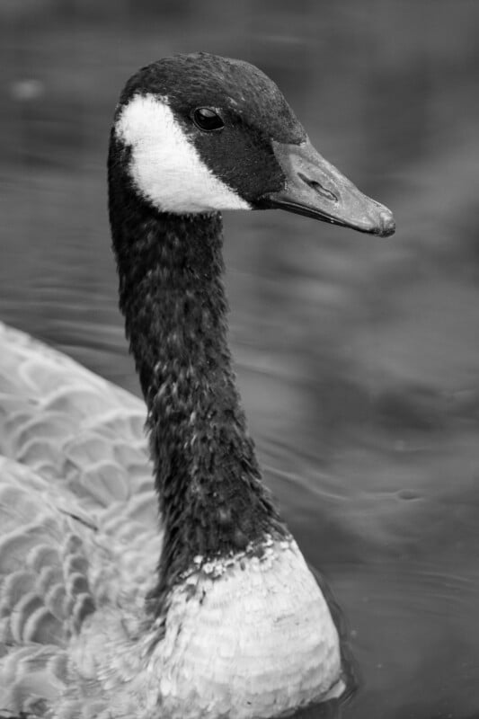 A close-up, black-and-white photo of a Canada goose on water. The goose has a black head and neck, distinctive white cheek patches, and a long, elegant neck. The image focuses on the goose's profile, highlighting its serene expression.