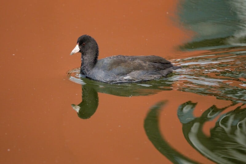 A black duck-like bird with a white beak and red eyes swims on reddish-brown water, creating ripples. Its reflection is visible in the water, and the background shows a subtle mix of colors.