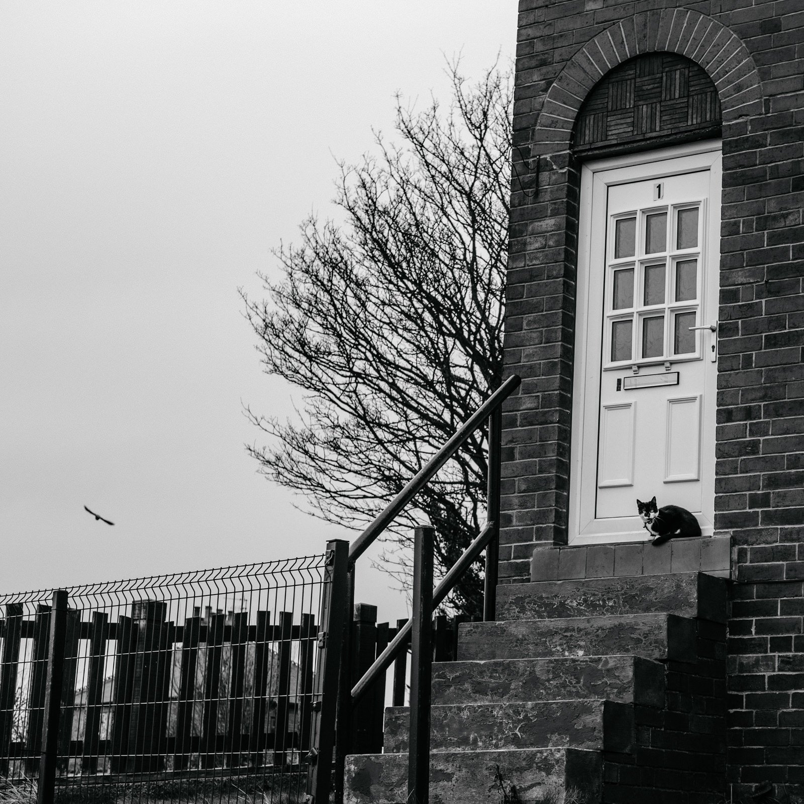 A black cat on in front of a house door