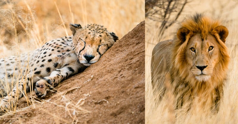 A cheetah rests against a sandy mound with eyes closed on the left, while on the right, a lion stands alert in tall grass. Both are set in a dry savannah landscape.