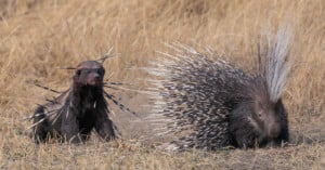 A honey badger with porcupine quills stuck in its body sits on the ground near a porcupine in a grassy landscape. The porcupine displays its long, sharp quills.