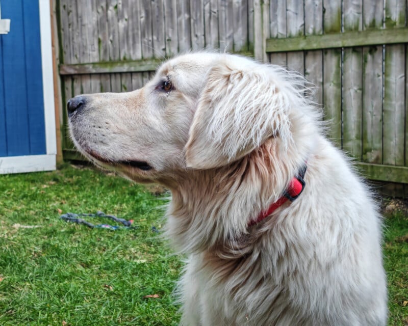 A golden retriever with a red collar stands on a grassy lawn. The dog is gazing attentively to the left. A wooden fence and a blue shed are in the background.