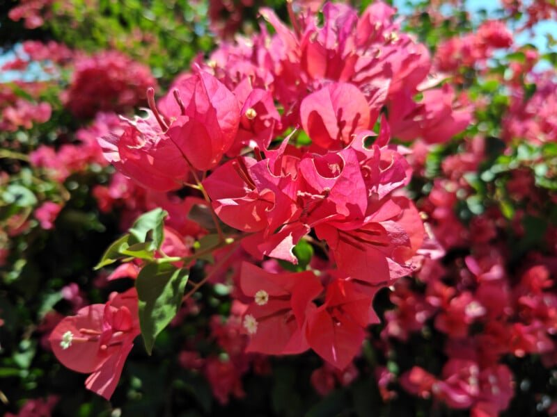 Close-up of vibrant pink bougainvillea flowers with lush green leaves in the background. The petals are bright and slightly translucent, and the scene is sunlit, creating a vivid, colorful display.