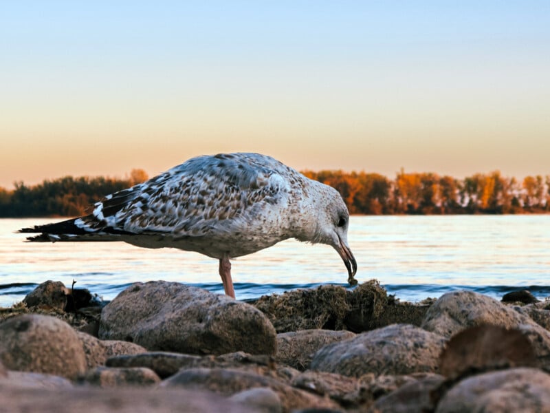 A seagull stands on rocky terrain by the water, pecking at something on the ground. The background features a calm lake and a line of trees under a clear sky during sunset.