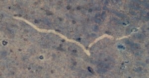 Close-up view of a rock surface with a winding light-colored line running across it. The rock has a rough texture and various small dark spots scattered throughout the surface.