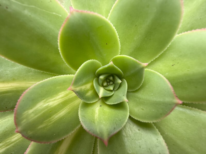 Close-up image of a green succulent plant with thick, fleshy leaves arranged in a rosette pattern. The leaves have smooth edges with subtle pinkish tips, creating a symmetrical and vibrant display.