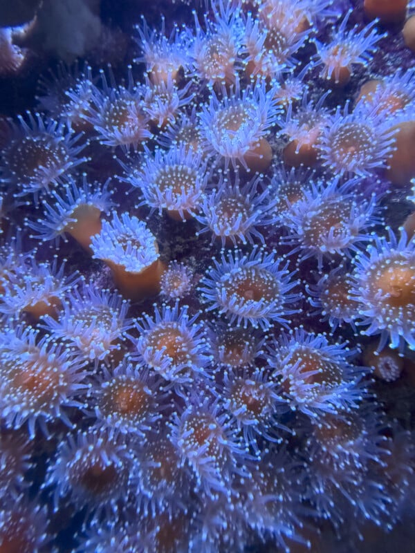 Close-up photo of vibrant, purple-tinted coral polyps with delicate, translucent tentacles. The coral polyps appear dense, creating a mesmerizing, almost glowing effect against a dark underwater backdrop.