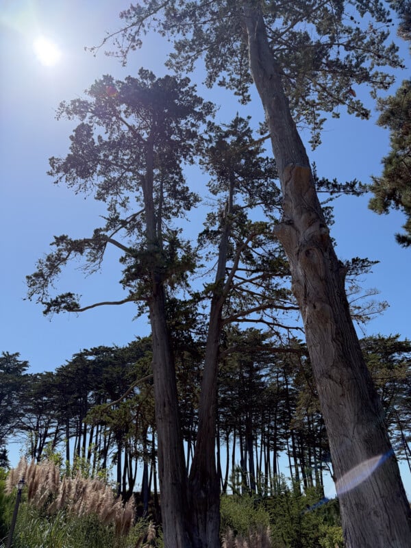 A photo of tall, slender trees reaching towards a clear blue sky with the sun shining brightly in the top left corner. The sunlight creates a lens flare effect. Below, there's lush greenery and tall grass, with a dense forest of trees in the background.