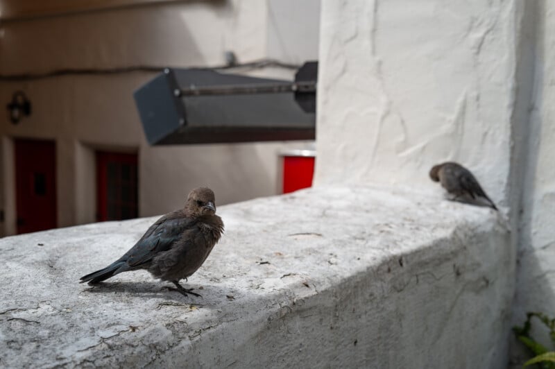 Two small birds perched on a white, rough-textured ledge. One bird is closer and looks towards the camera, while the other is further back and facing away. The background features a white wall with red doors and some lighting fixtures.