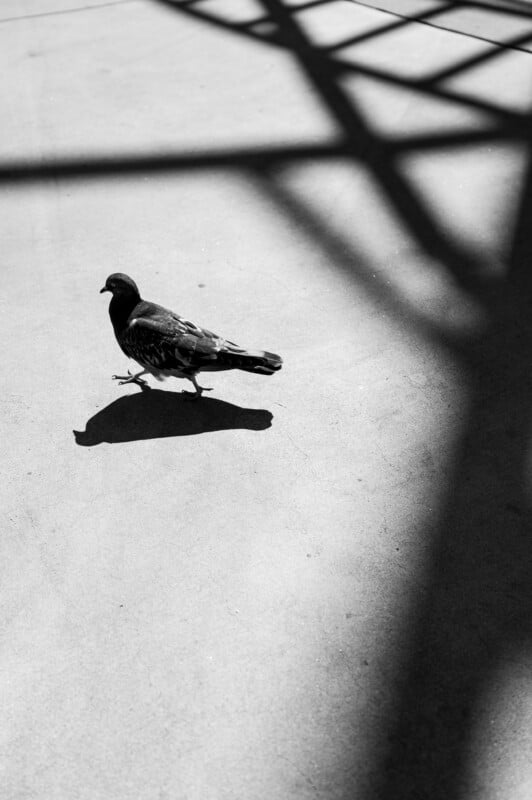 A pigeon walks on a sunlit concrete surface, casting a distinct shadow. A geometric shadow pattern from overhead structures crosses the background, creating an interplay of light and dark. The image is in black and white, enhancing contrasts and textures.