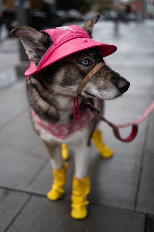 A dog with heterochromia, wearing a pink rain hat, harness, and leash, is also donning yellow rain boots. It stands on a wet city sidewalk, looking off to the side. The background shows a blurred urban street scene.