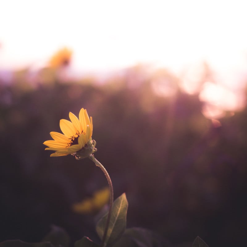 Flower during sunset showing bokeh