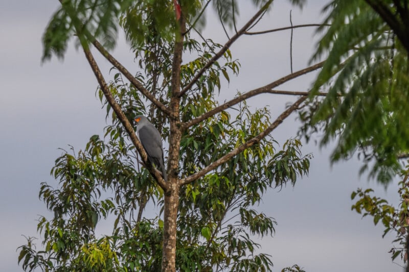 A vibrant parrot with green and gray feathers is perched on a slender tree branch amidst lush green foliage. The sky in the background is overcast, contributing to the serene and natural atmosphere of the scene.