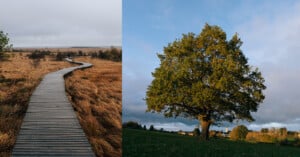 A split image: The left shows a wooden boardwalk winding through a dry, grassy landscape under a cloudy sky. The right features a lone tree with a dense canopy in a green field, bathed in the warm light of either sunrise or sunset.