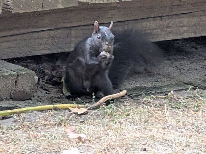 A black squirrel sitting on the ground under a wooden structure, holding food in its paws. It is surrounded by dry grass and a small branch, looking towards the camera.