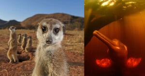 On the left, several meerkats stand alert in a dry, mountainous landscape. On the right, an Amazon river dolphin is partially submerged in water, illuminated by golden sunlight.