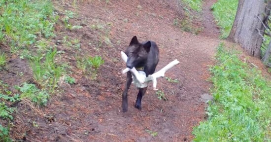 Wolf with toy